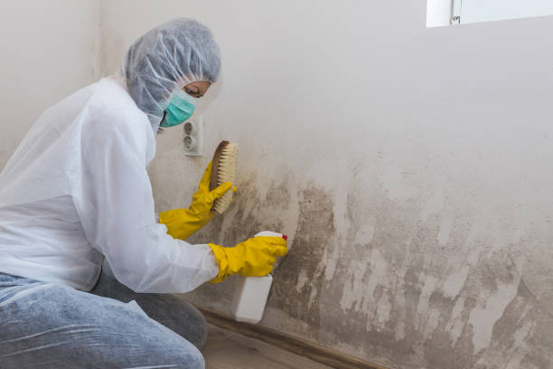 Best DIY Mold Remediation Support Services in Heidelberg, PA