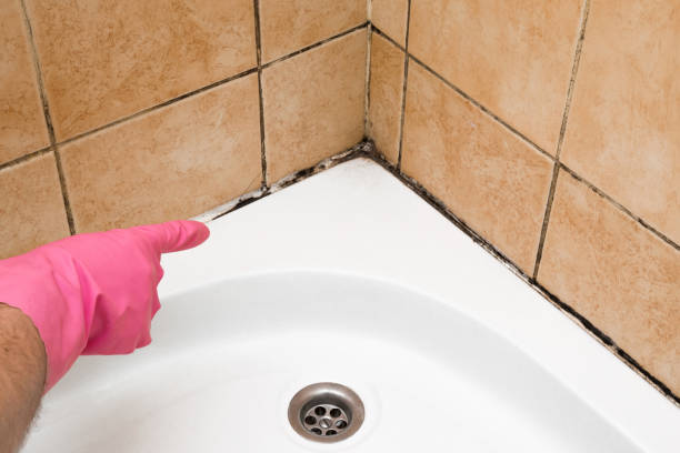 Trusted Heidelberg, PA Mold Remediation Experts
