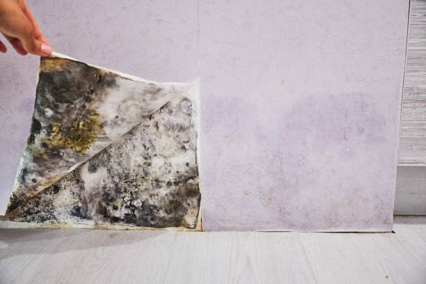 Best Industrial Mold Remediation in Heidelberg, PA